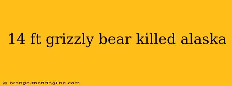 14 ft grizzly bear killed alaska