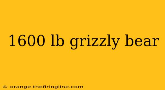 1600 lb grizzly bear