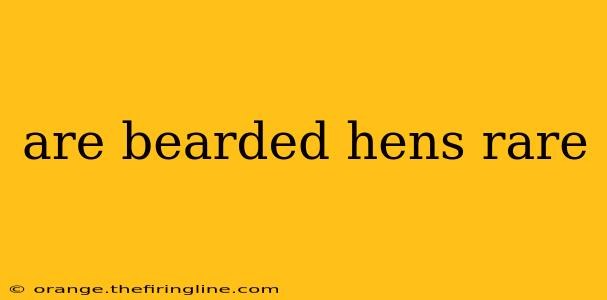 are bearded hens rare