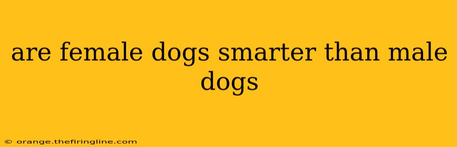 are female dogs smarter than male dogs