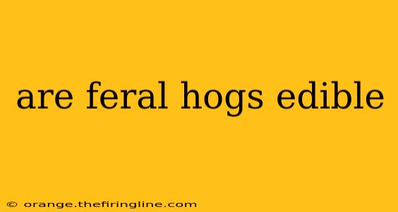 are feral hogs edible