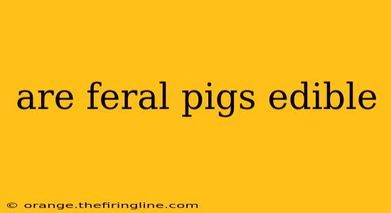 are feral pigs edible