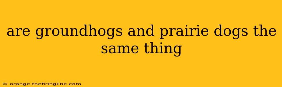 are groundhogs and prairie dogs the same thing