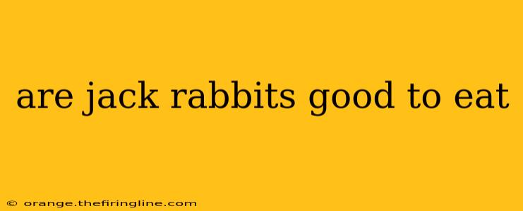 are jack rabbits good to eat