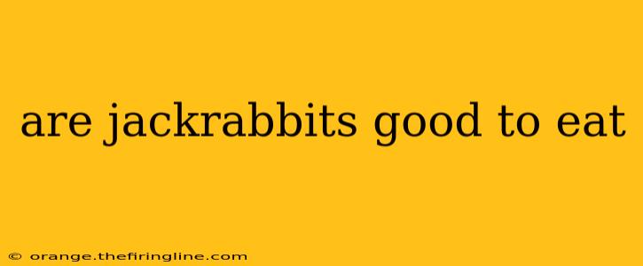 are jackrabbits good to eat