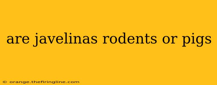 are javelinas rodents or pigs