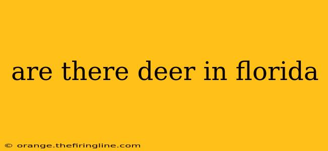 are there deer in florida