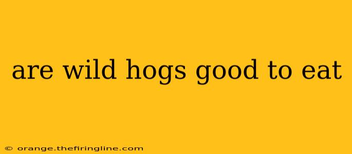 are wild hogs good to eat