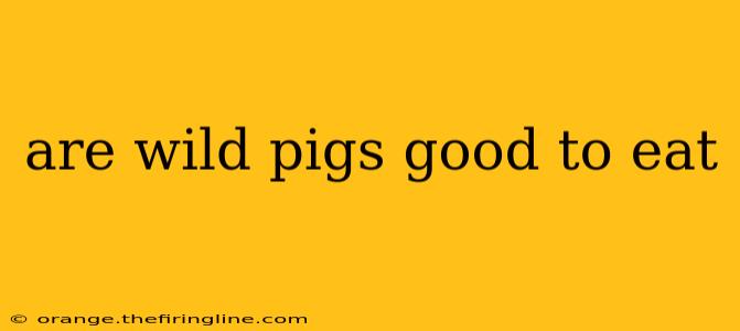 are wild pigs good to eat