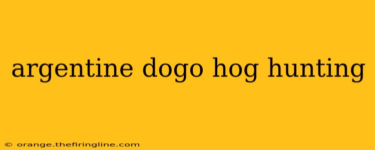 argentine dogo hog hunting