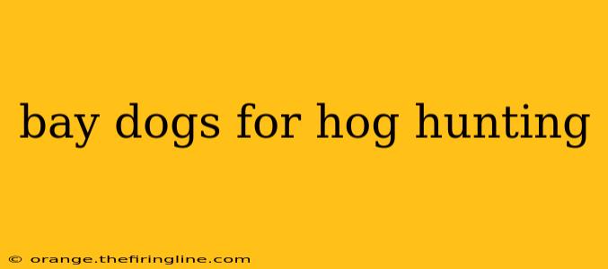 bay dogs for hog hunting