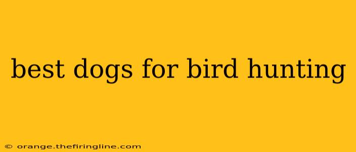 best dogs for bird hunting