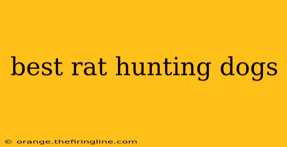 best rat hunting dogs