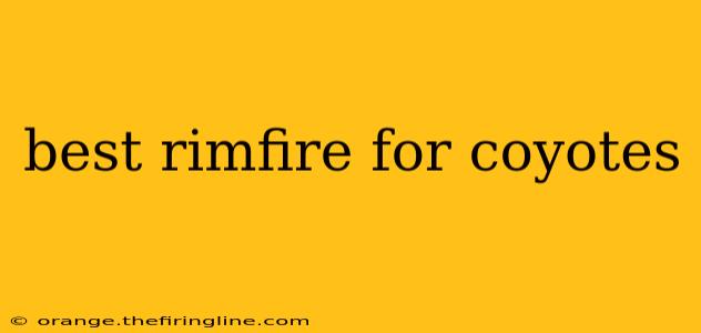 best rimfire for coyotes