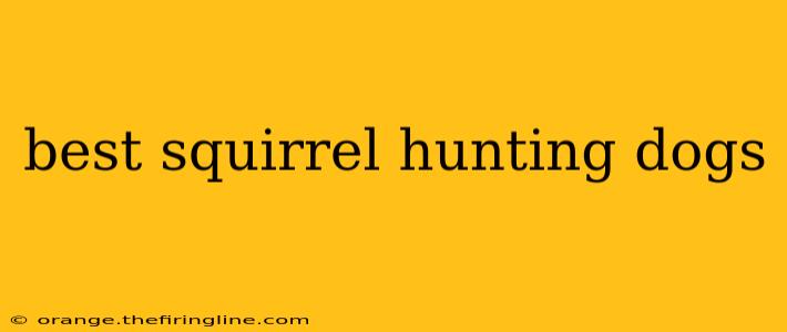 best squirrel hunting dogs