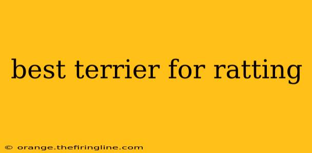 best terrier for ratting