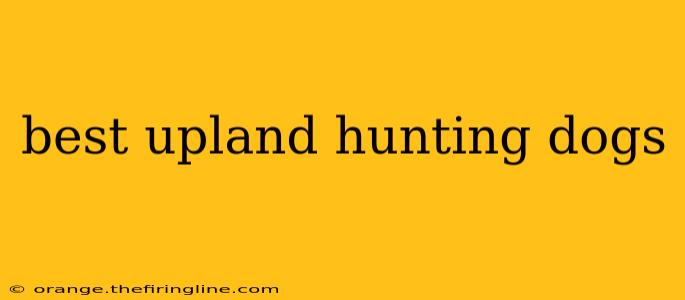 best upland hunting dogs