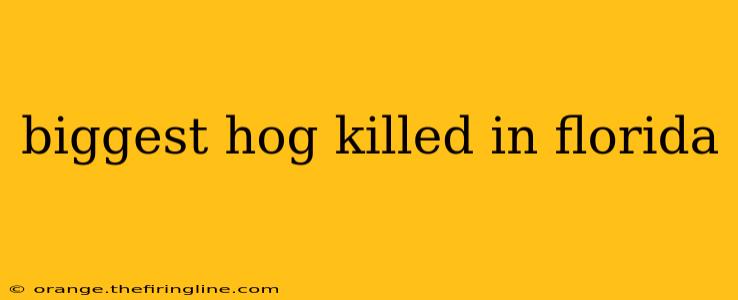 biggest hog killed in florida