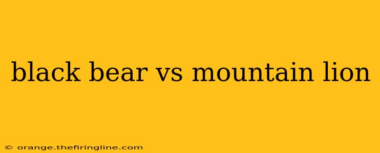 black bear vs mountain lion