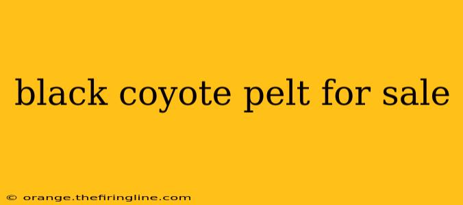 black coyote pelt for sale