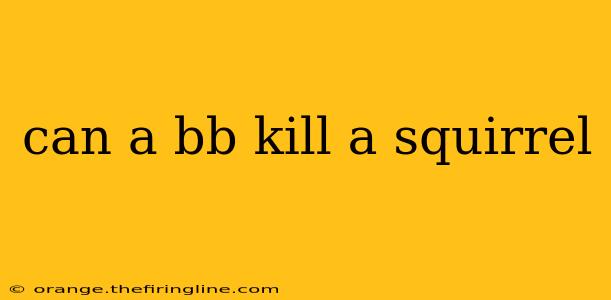 can a bb kill a squirrel