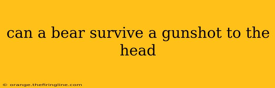 can a bear survive a gunshot to the head