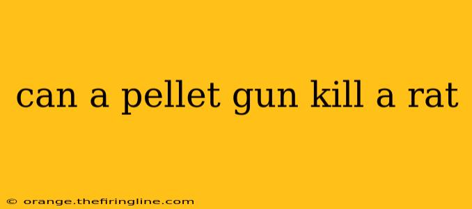 can a pellet gun kill a rat