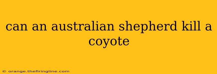 can an australian shepherd kill a coyote