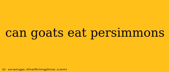 can goats eat persimmons