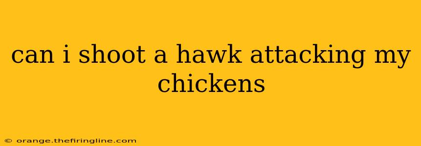 can i shoot a hawk attacking my chickens