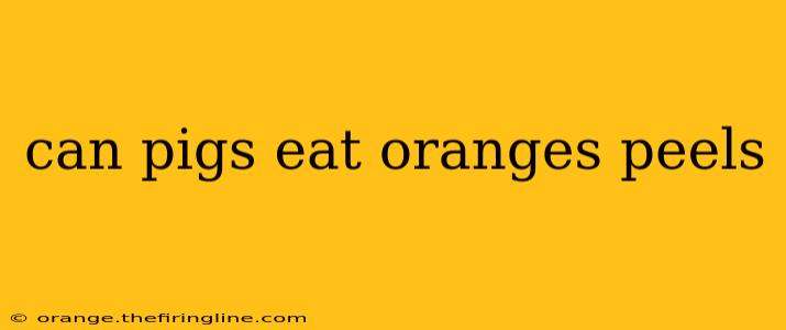 can pigs eat oranges peels