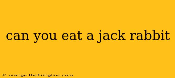 can you eat a jack rabbit