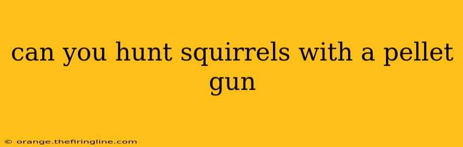 can you hunt squirrels with a pellet gun