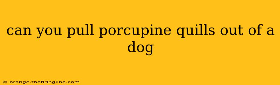 can you pull porcupine quills out of a dog