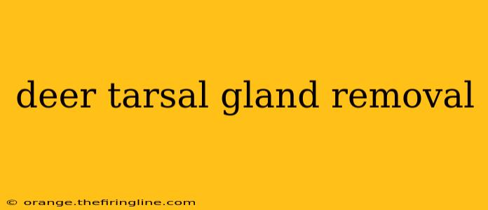 deer tarsal gland removal