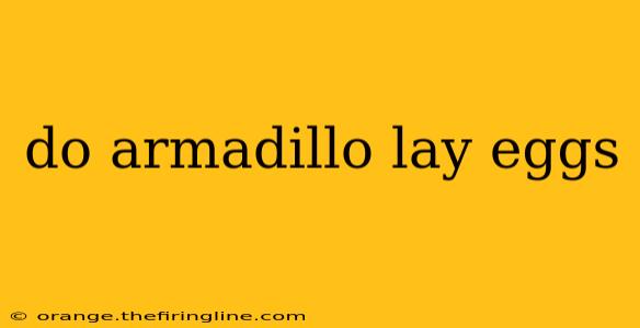 do armadillo lay eggs