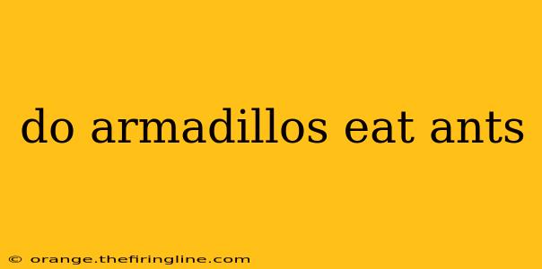 do armadillos eat ants