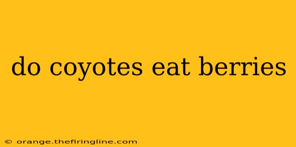 do coyotes eat berries