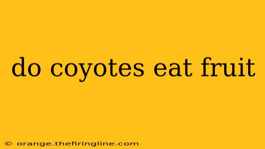 do coyotes eat fruit