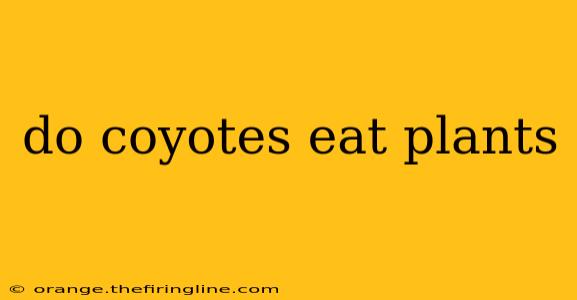 do coyotes eat plants