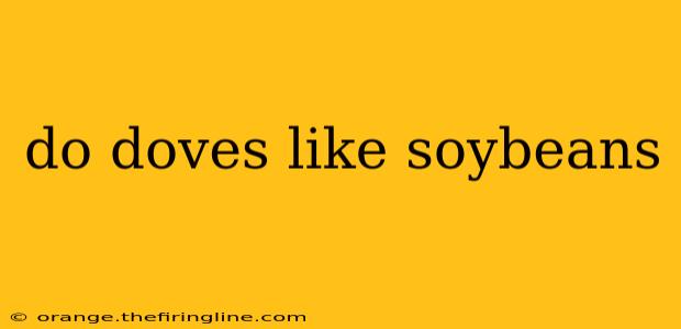 do doves like soybeans