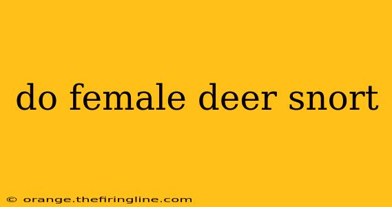 do female deer snort