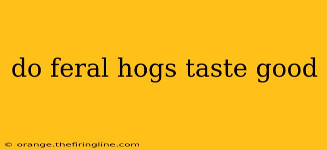 do feral hogs taste good