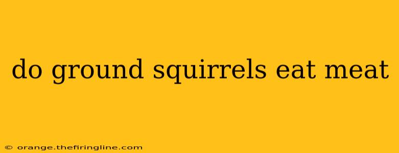 do ground squirrels eat meat