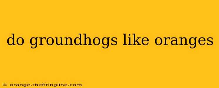 do groundhogs like oranges