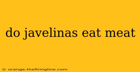 do javelinas eat meat