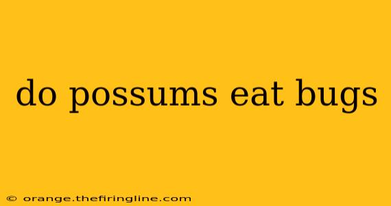 do possums eat bugs