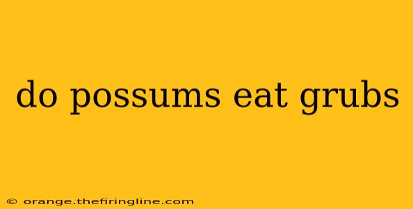 do possums eat grubs