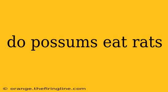 do possums eat rats