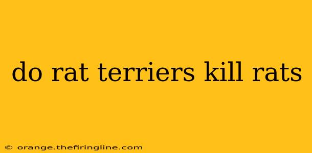 do rat terriers kill rats